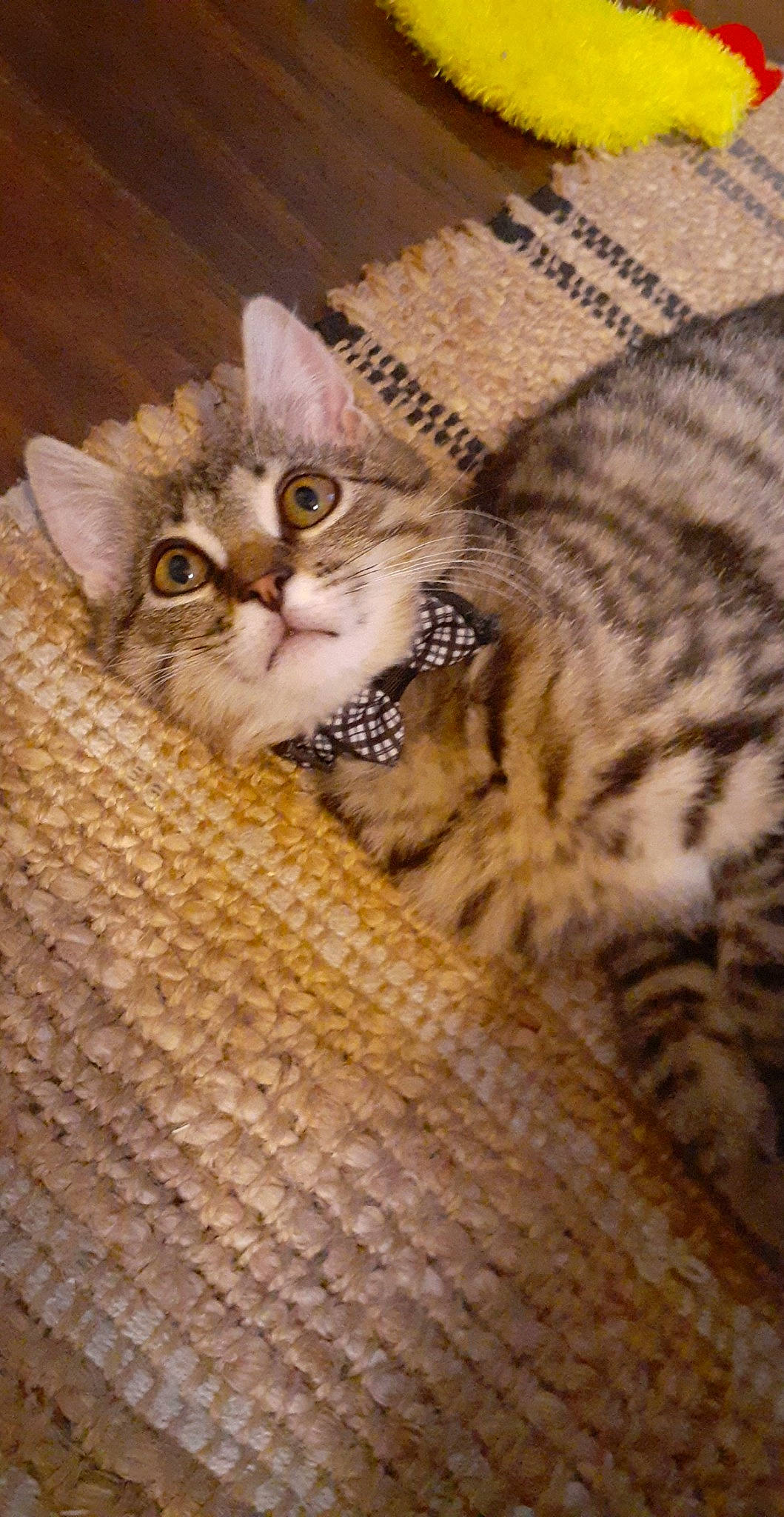 Avery joined the competition — help win amazing prizes! basket, carnivore, cat, cat_bed, comfort, domestic_short_haired_cat, fawn, felidae, fur, pattern, paw, small_to_medium_sized_cats, snout, terrestrial_animal, whiskers, wildlife, wood