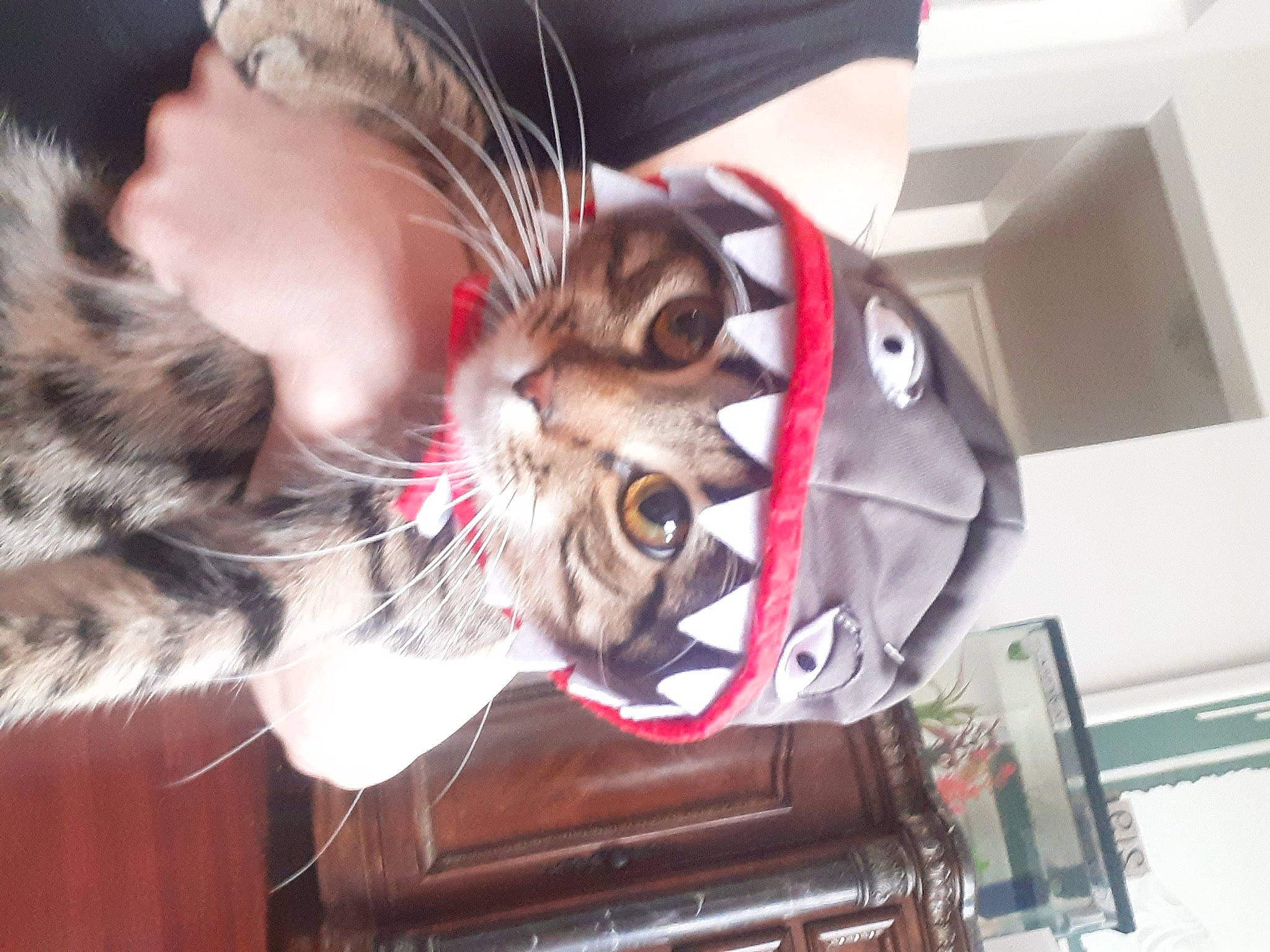 Avery is registered to the contest to win money with this photo: canidae, carmine, carnivore, cat, claw, companion_dog, domestic_short_haired_cat, eyewear, fashion_accessory, felidae, fur, paw, personal_protective_equipment, selfie, small_to_medium_sized_cats, tail, toy, whiskers