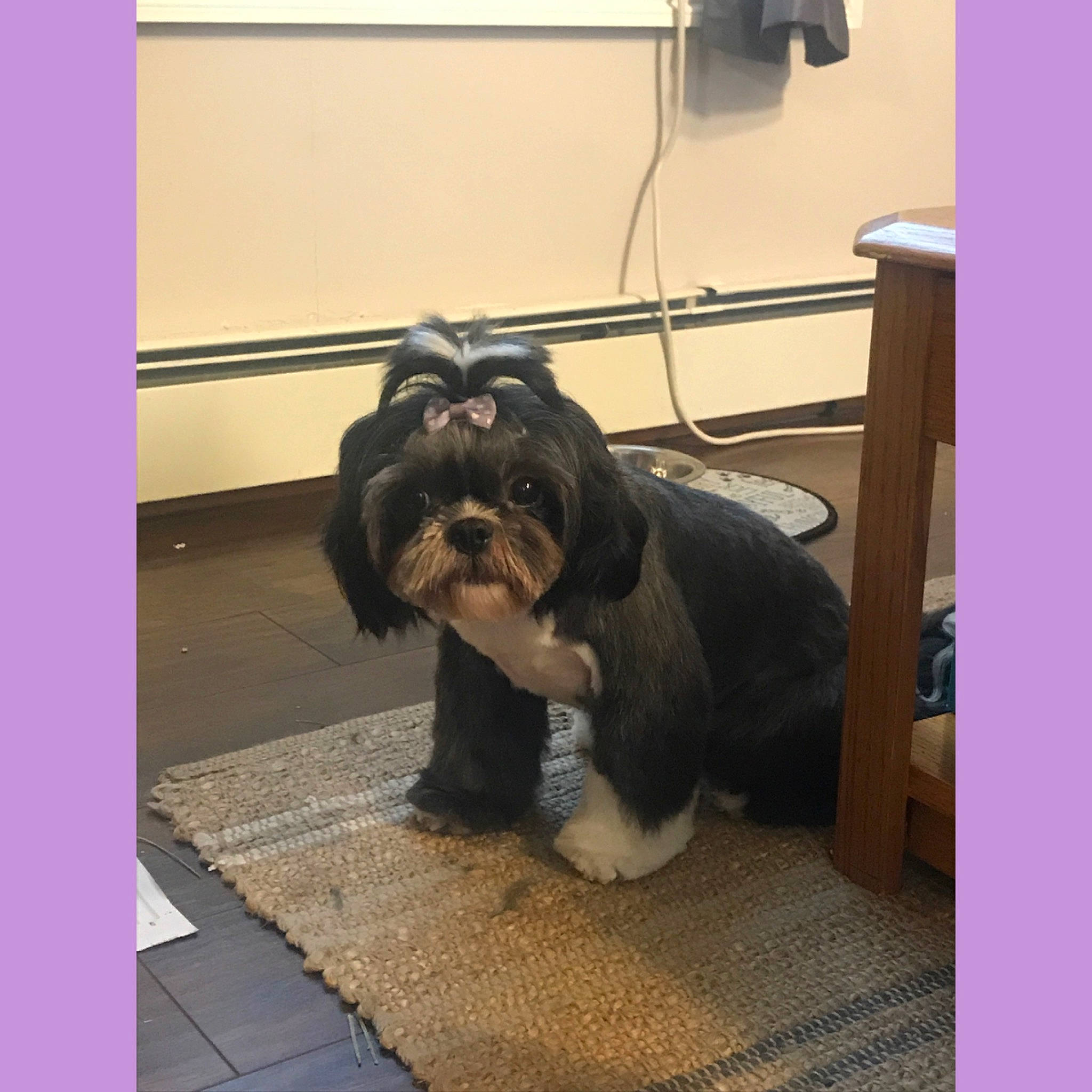 Shayna joined the competition — help win amazing prizes! canidae, carnivore, companion_dog, dog, dog_breed, fur, havanese, lhasa_apso, lowchen, mammal, morkie, non_sporting_group, puppy, rare_breed_dog, shih_tzu, snout, sporting_group, tibetan_terrier, toy_dog