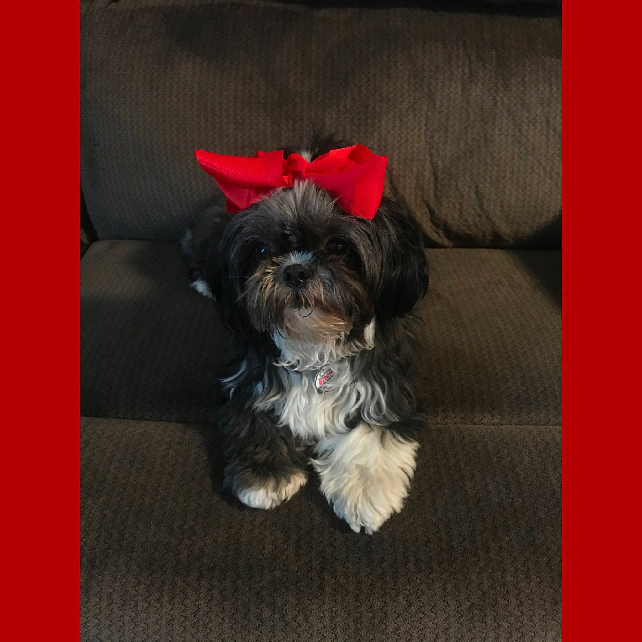 Shayna joined the competition — help win amazing prizes! bolonka, canidae, carnivore, chinese_imperial_dog, companion_dog, dog, dog_breed, havanese, kyi_leo, lhasa_apso, maltepoo, maltese, mammal, morkie, pekapoo, puppy, schnoodle, shih_tzu, snout, vertebrate