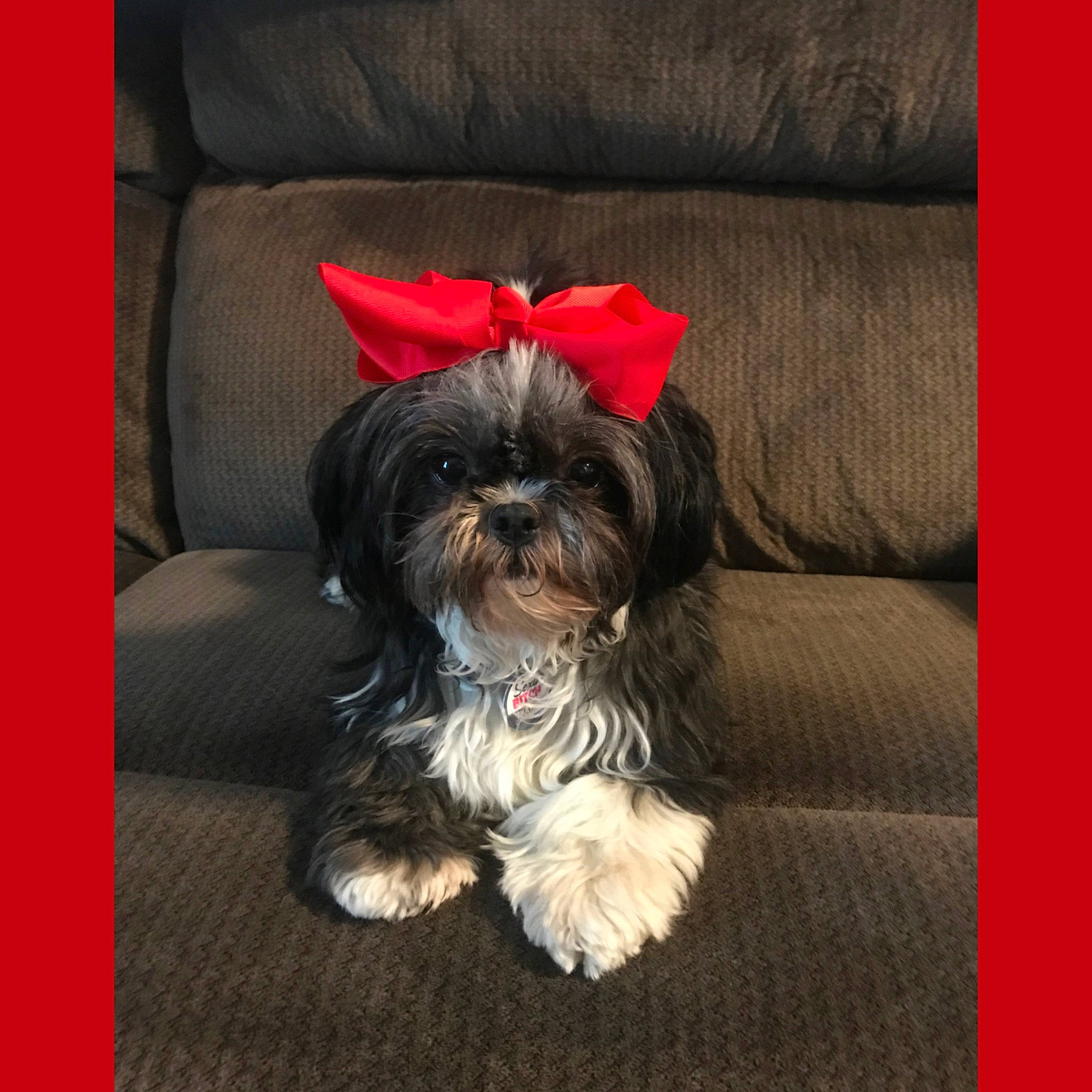 Shayna is registered to the contest to win money with this photo: bolonka, canidae, carnivore, chinese_imperial_dog, companion_dog, dog, dog_breed, havanese, kyi_leo, lhasa_apso, maltepoo, mammal, morkie, puppy, rare_breed_dog, shih_tzu, terrier, toy_dog, vertebrate, yorkshire_terrier