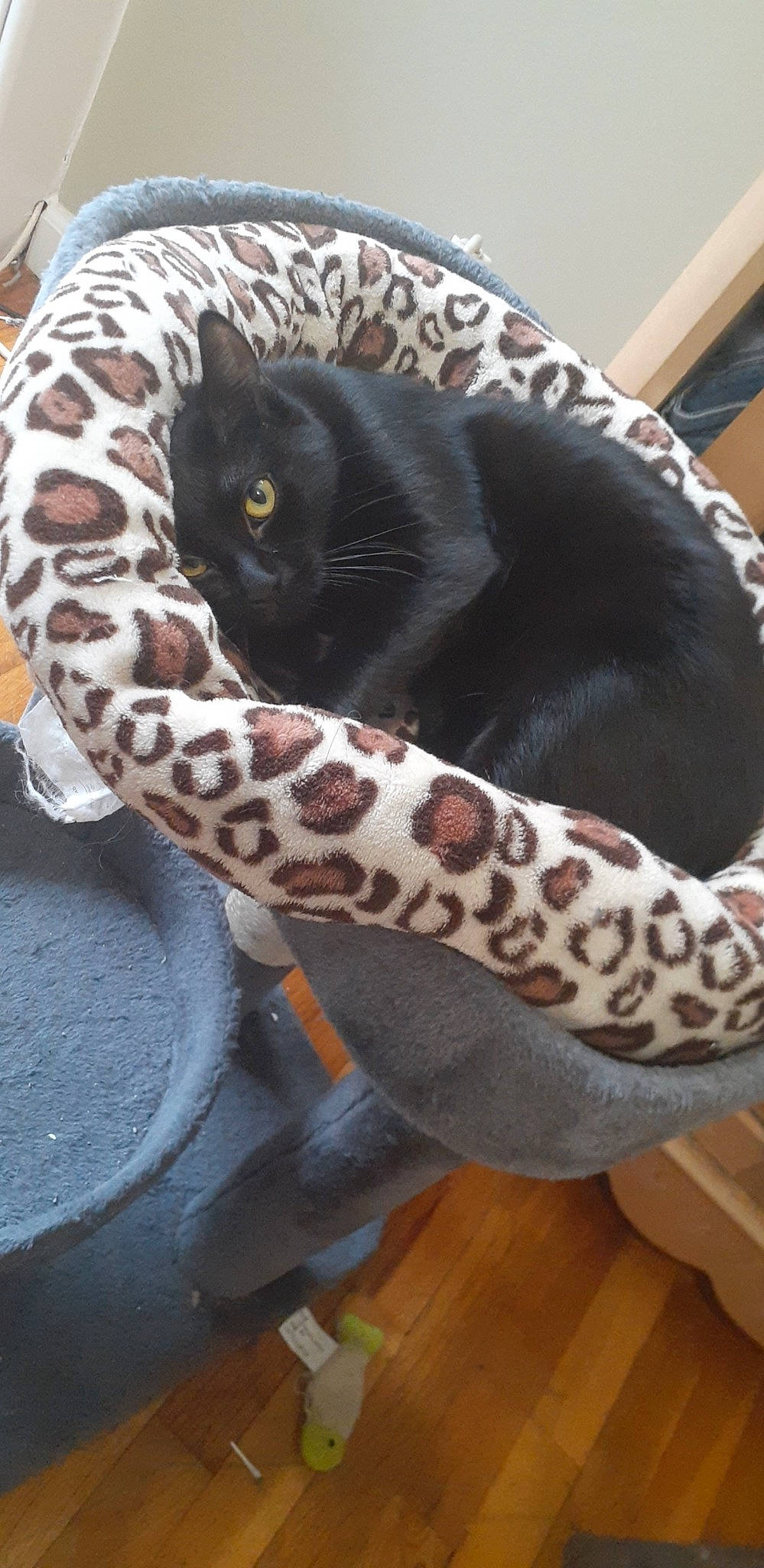 Sloan is registered to the contest to win money with this photo: carnivore, cat, cat_bed, cat_supply, comfort, domestic_short_haired_cat, felidae, foot, fur, linens, mammal, pattern, paw, small_to_medium_sized_cats, snout, tail, terrestrial_animal, vegetable, vertebrate, whiskers