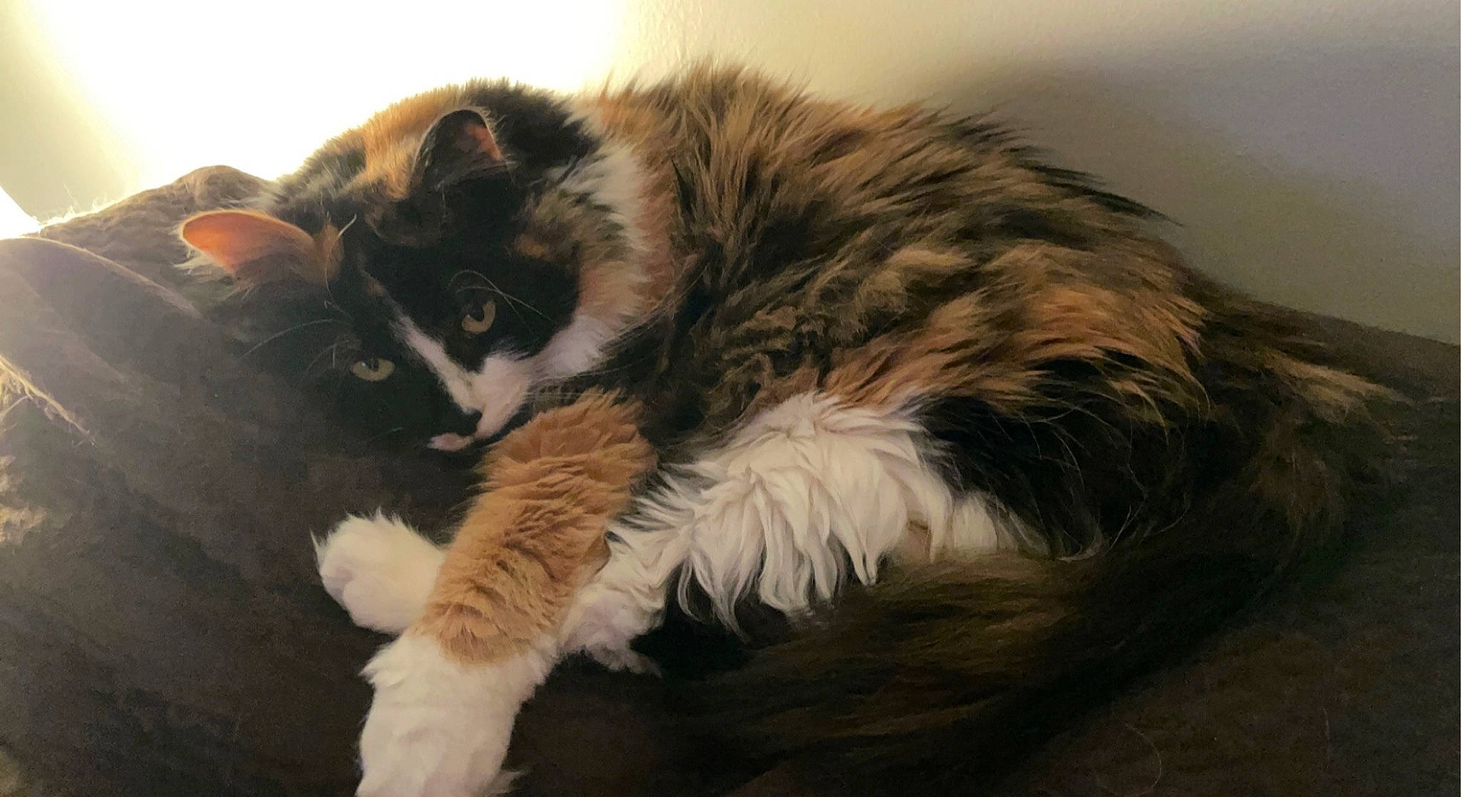 Emmy joined the competition — help win amazing prizes! carnivore, cat, claw, comfort, felidae, fur, maine_coon, paw, small_to_medium_sized_cats, snout, tail, terrestrial_animal, whiskers