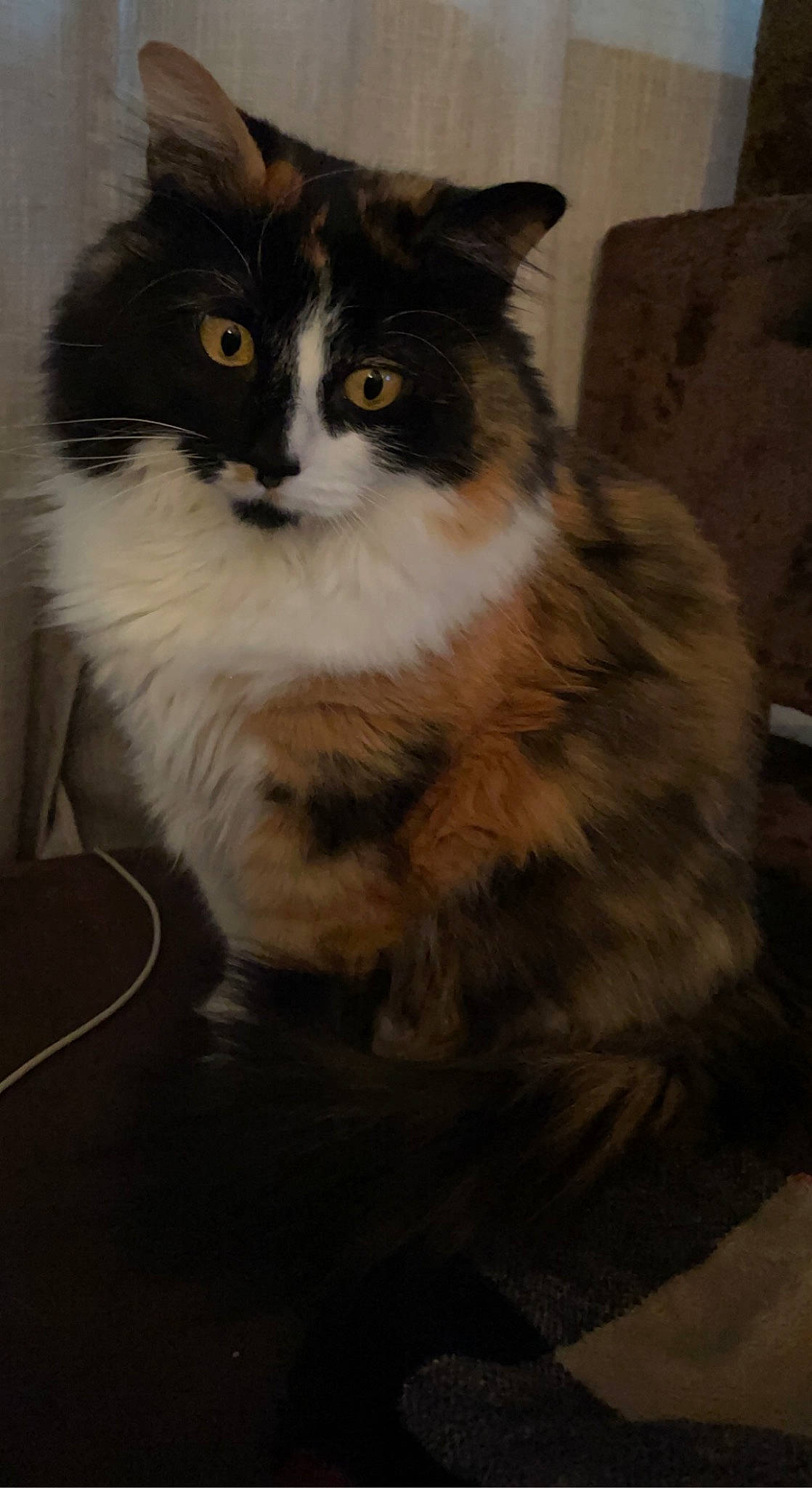 Emmy joined the competition — help win amazing prizes! carnivore, cat, couch, darkness, domestic_short_haired_cat, felidae, fur, small_to_medium_sized_cats, snout, tail, terrestrial_animal, whiskers, window