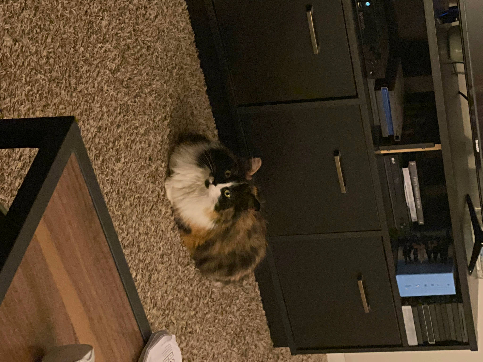 Emmy is registered to the contest to win money with this photo: cabinetry, canidae, cardboard, cat, domestic_short_haired_cat, fawn, felidae, flooring, fur, hardwood, machine, room, shadow, shipping_box, small_to_medium_sized_cats, tail, tints_and_shades, whiskers, wood, wood_stain