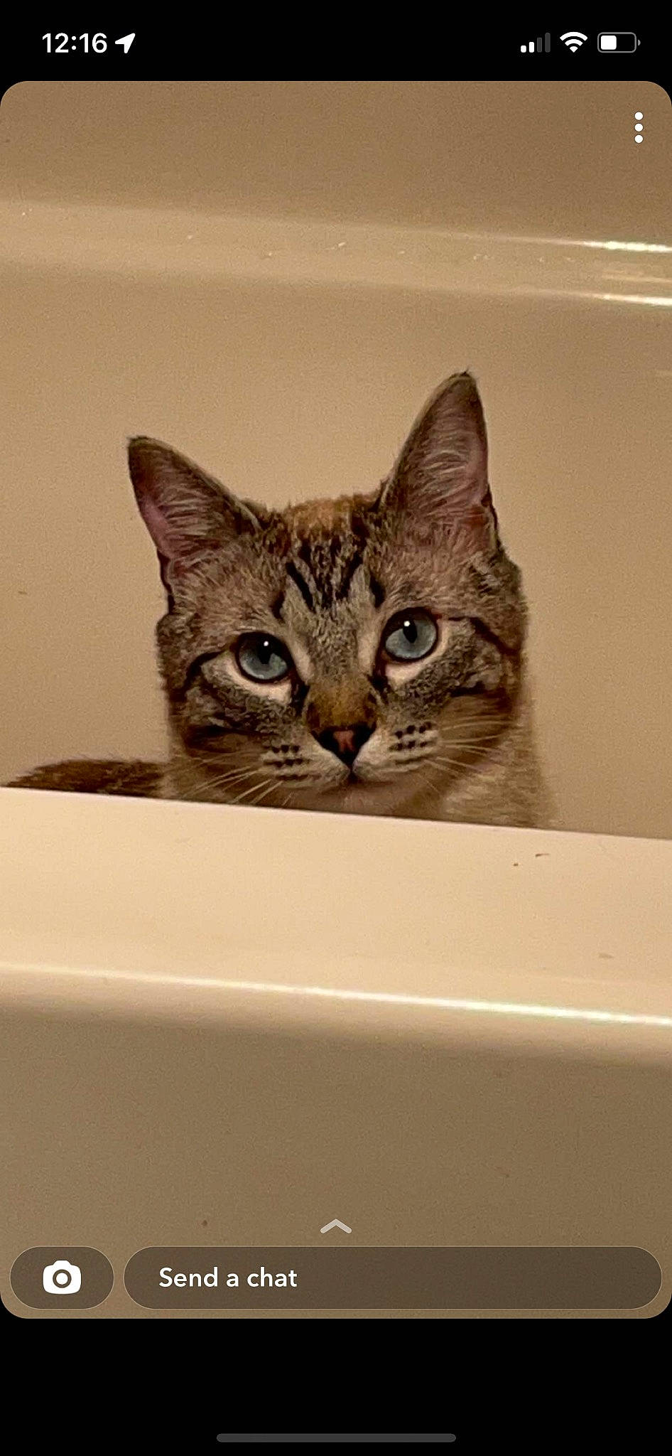 Billy is registered to the contest to win money with this photo: box, cardboard, carnivore, cat, domestic_short_haired_cat, felidae, fur, sculpture, small_to_medium_sized_cats, snout, terrestrial_animal, whiskers, wildlife, window, wood