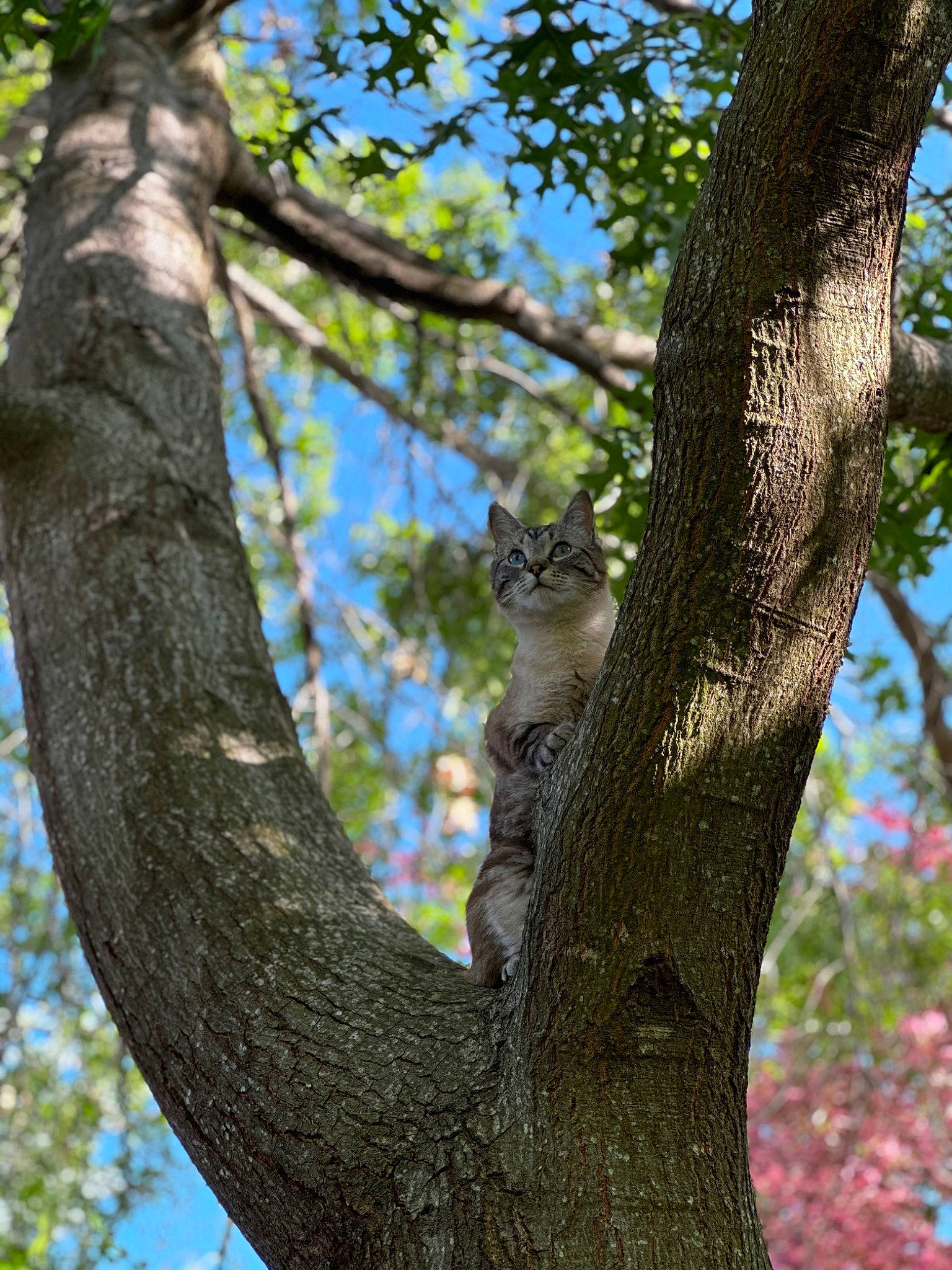 Billy is registered to the contest to win money with this photo: branch, carnivore, cat, deciduous, felidae, forest, rodent, sky, small_to_medium_sized_cats, squirrel, tail, tree, trunk, twig, whiskers, wildlife, wood, woodland, woody_plant