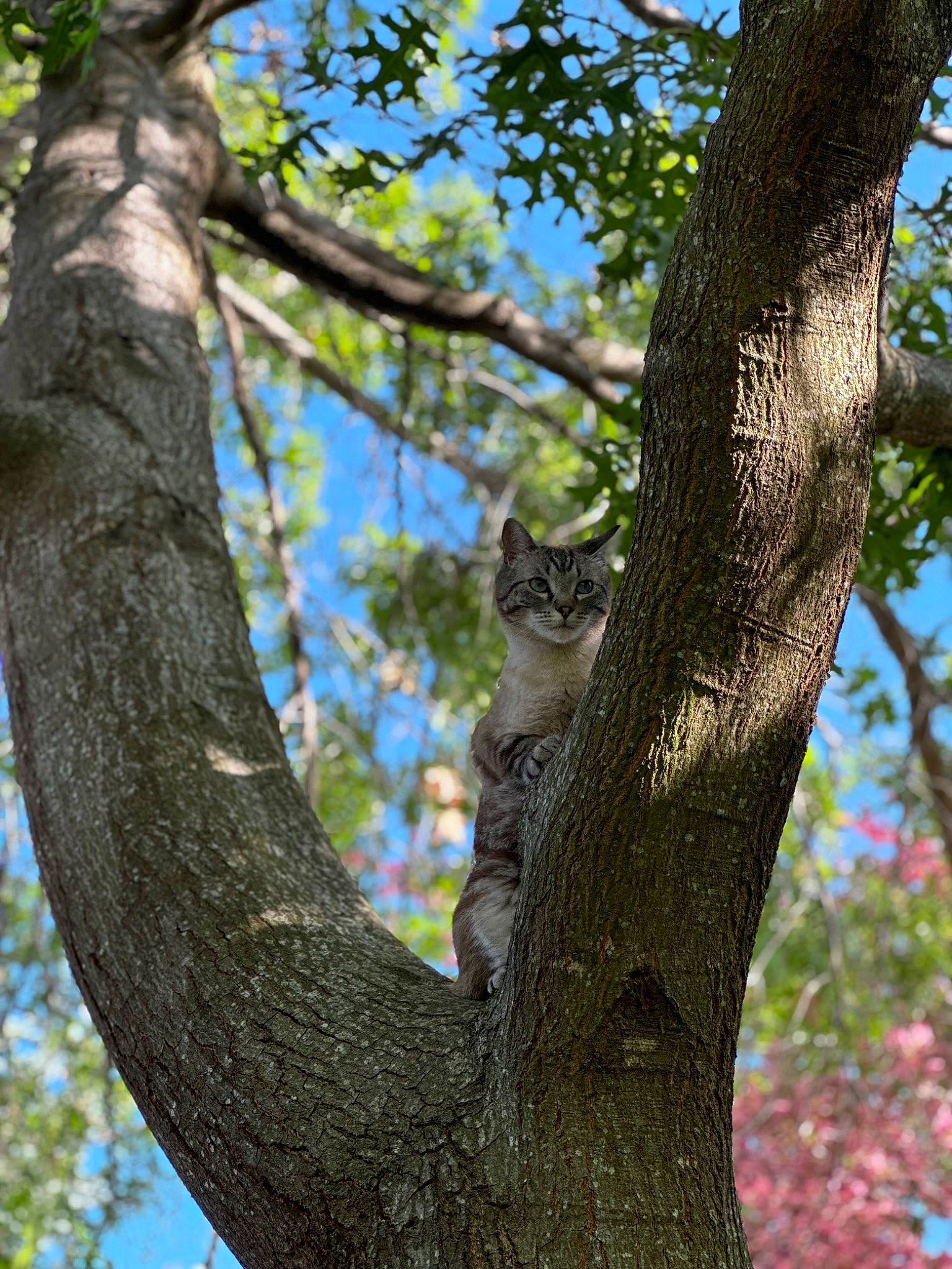 Billy joined the competition — help win amazing prizes! botany, branch, carnivore, cat, deciduous, felidae, forest, northern_hardwood_forest, plant_stem, sky, small_to_medium_sized_cats, tail, temperate_broadleaf_and_mixed_forest, tree, trunk, twig, whiskers, wildlife, wood, woodland