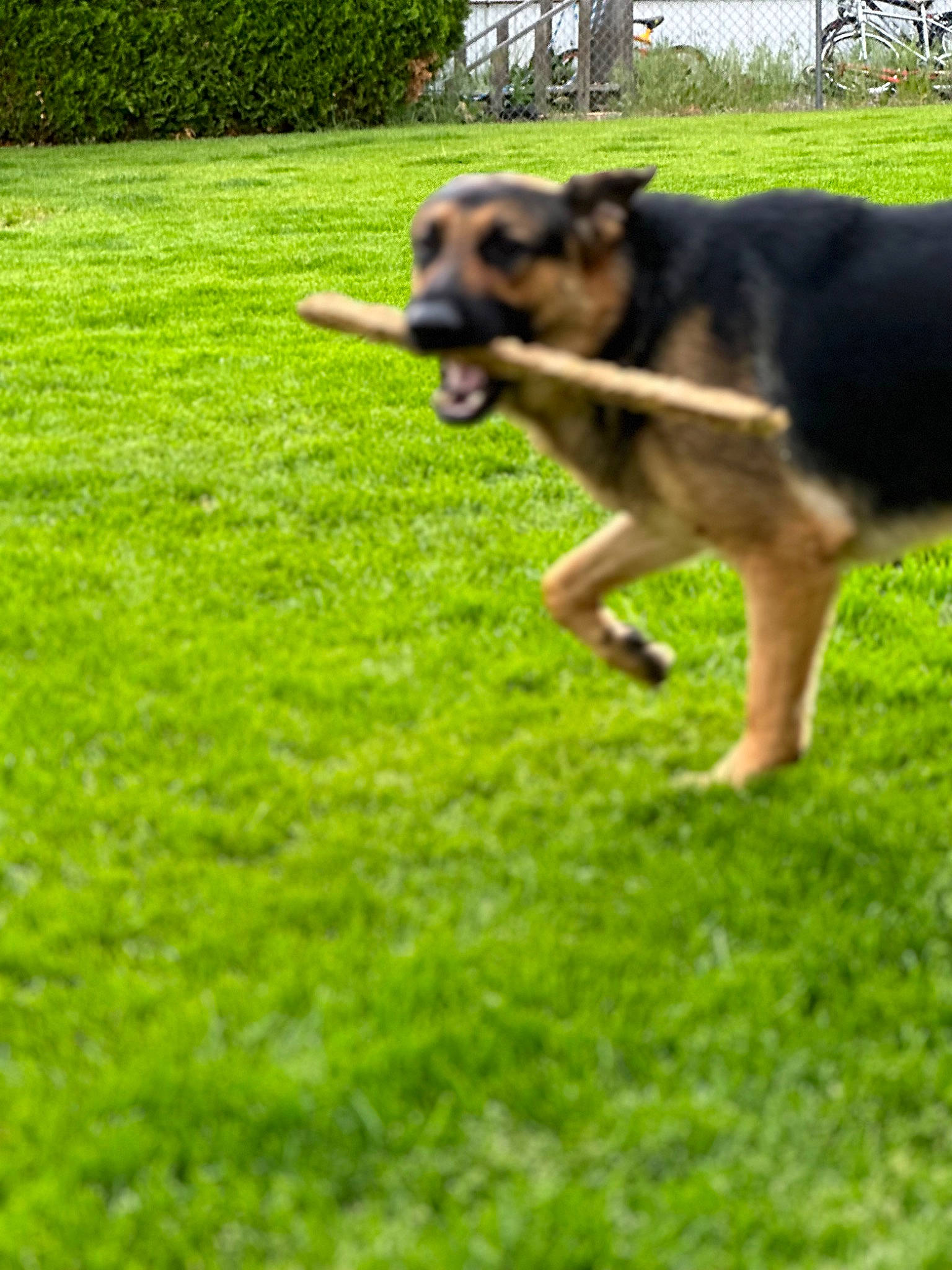 Kenai is registered to the contest to win money with this photo: canidae, carnivore, companion_dog, dog, dog_breed, german_shepherd_dog, grass, grassland, groundcover, herding_dog, old_german_shepherd_dog, paw, plant, sporting_group, tail, terrestrial_animal, wheel, working_dog