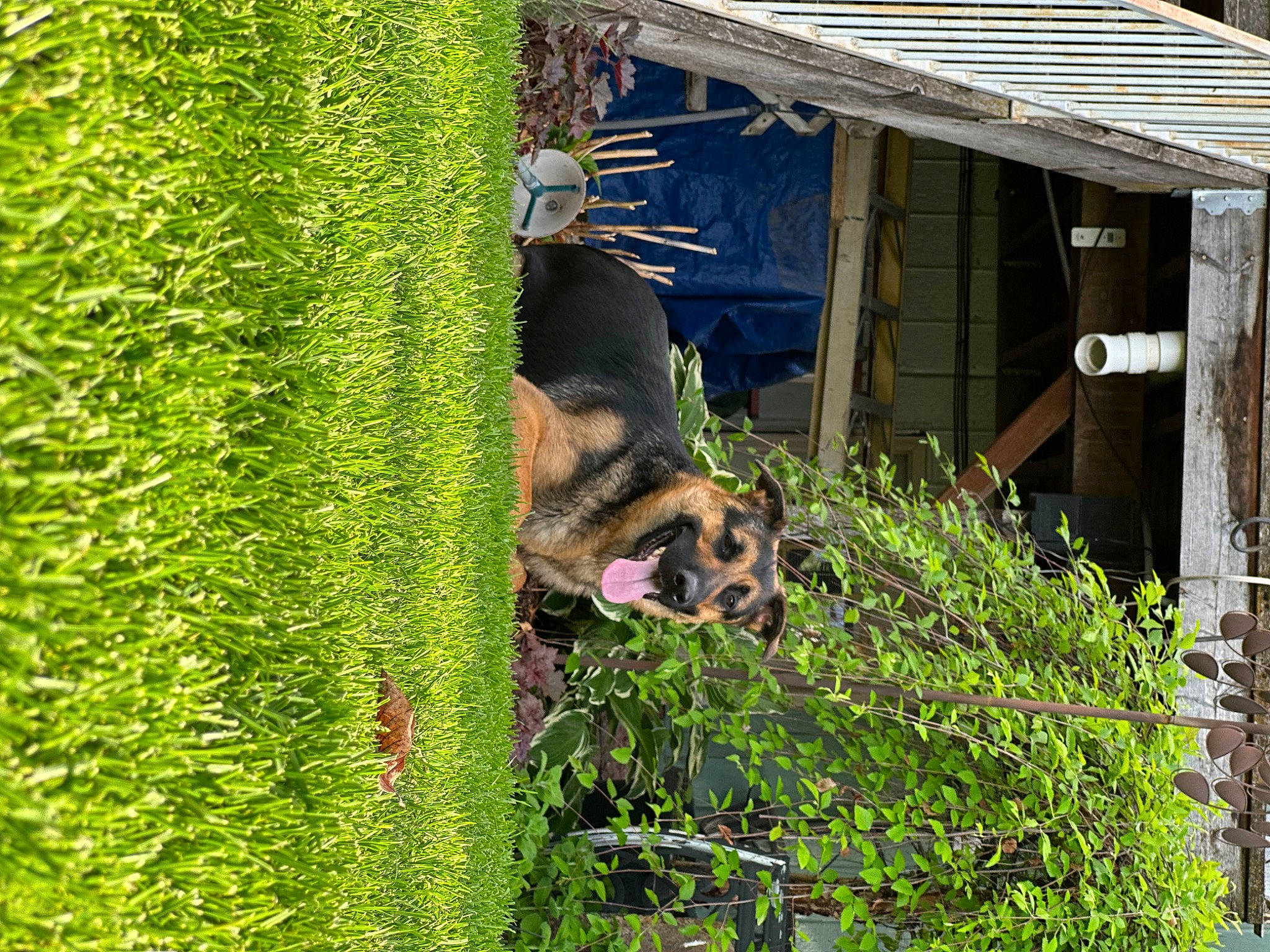 Kenai is registered to the contest to win money with this photo: adaptation, agriculture, carnivore, dog, dog_breed, fawn, garden_buildings, grass, green, groundcover, house, hut, plant, shade, shrub, terrestrial_animal, terrestrial_plant, wildlife, window, wood