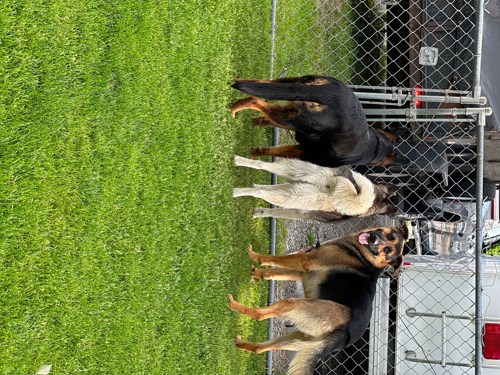 Kenai joined the competition — help win amazing prizes! animal_shelter, beak, cage, carnivore, dog, dog_breed, dog_supply, fence, grass, groundcover, mammal, mesh, people_in_nature, pet_supply, plant, snout, sporting_group, tail, terrestrial_animal, wire_fencing