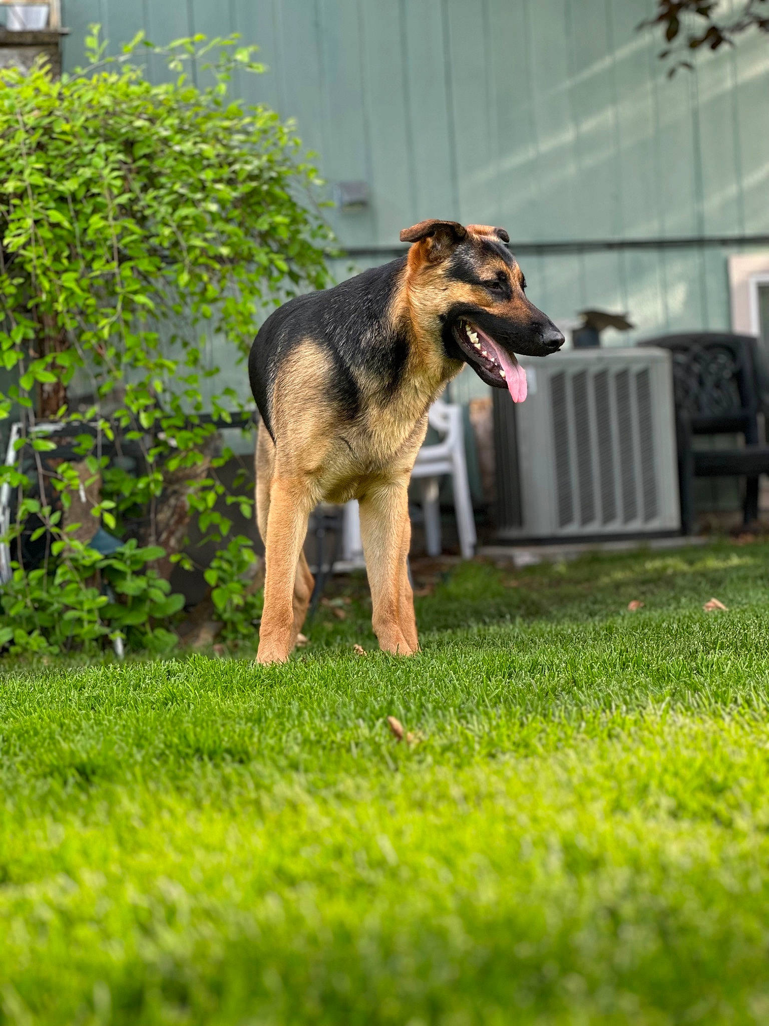 Kenai joined the competition — help win amazing prizes! canidae, carnivore, companion_dog, dog, dog_breed, fawn, german_shepherd_dog, grass, groundcover, guard_dog, herding_dog, king_shepherd, old_german_shepherd_dog, plant, snout, sporting_group, tail, terrestrial_animal, tree, working_dog