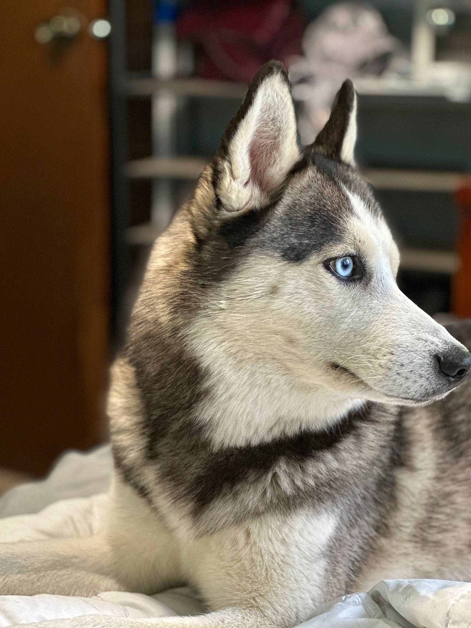 Koda is registered to the contest to win money with this photo: ancient_dog_breeds, canidae, canis, canis_lupus_tundrarum, carnivore, companion_dog, dog, dog_breed, fur, grey, non_sporting_group, sled_dog, snout, sporting_group, terrestrial_animal, whiskers, wildlife, wolf, working_animal, working_dog
