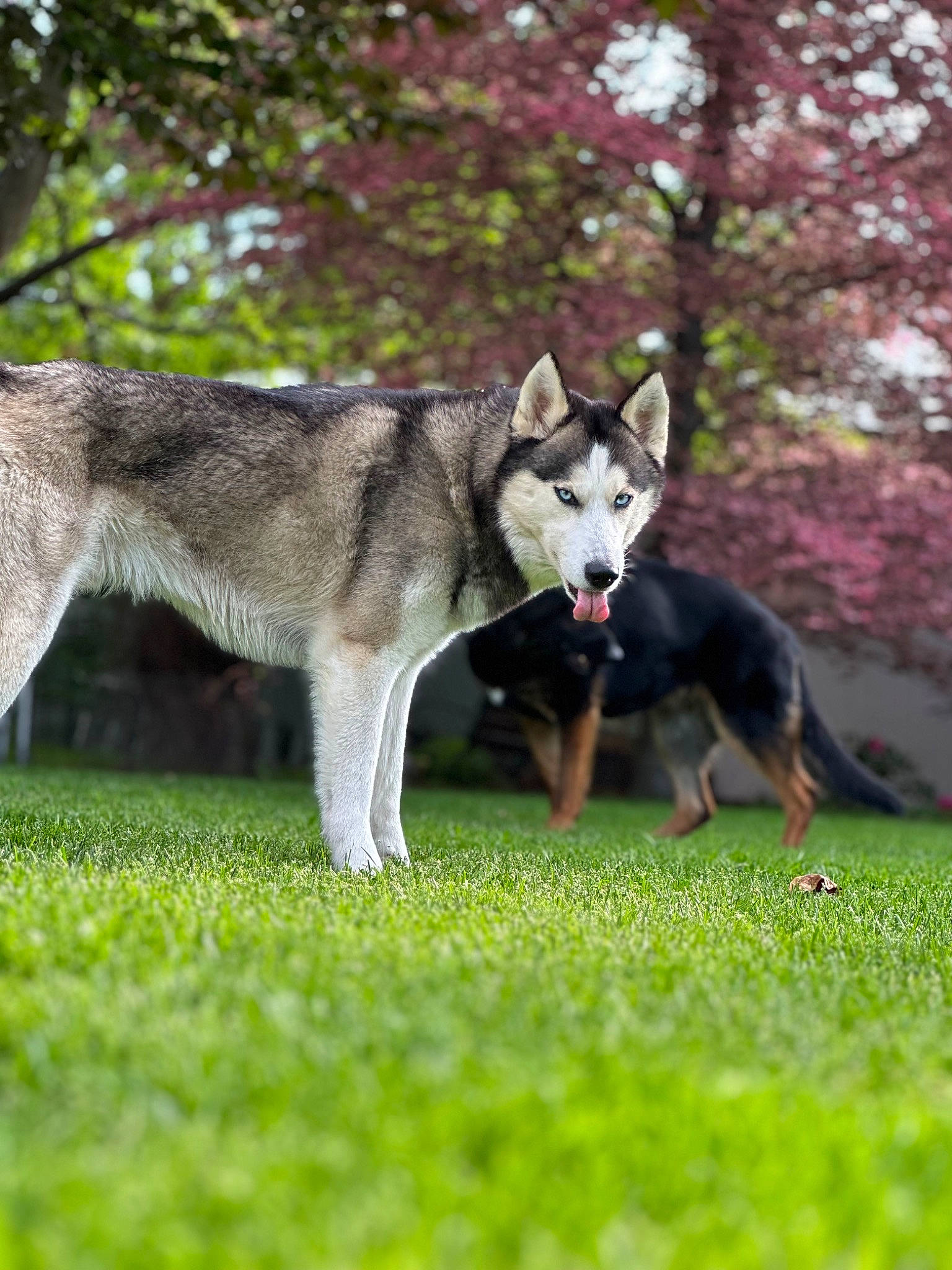 Koda is registered to the contest to win money with this photo: canidae, canis, canis_lupus_tundrarum, carnivore, companion_dog, dog, dog_breed, dog_supply, grass, sled_dog, snout, sporting_group, sulimov_dog, tail, terrestrial_animal, tree, vertebrate, wolf, working_animal, working_dog