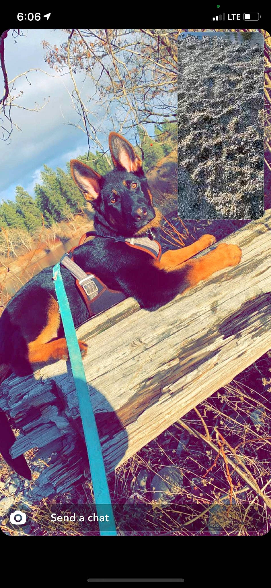 Lola is registered to the contest to win money with this photo: carmine, carnivore, companion_dog, dog, dog_breed, fawn, fictional_character, fur, grass, hat, magenta, plant, sky, sporting_group, sunglasses, tail, tree, trunk, wood, working_animal