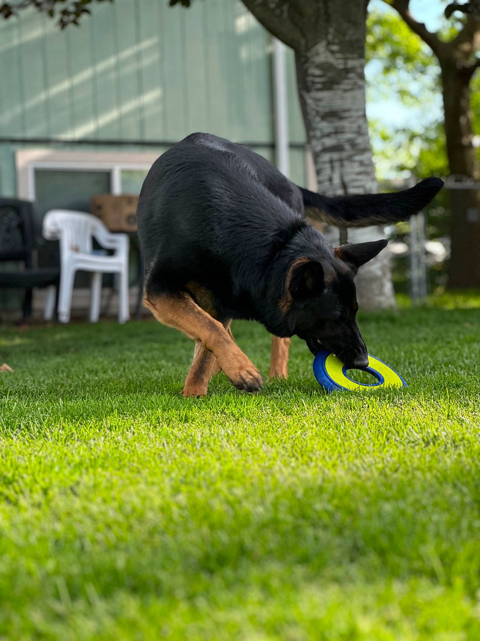 Lola is registered to the contest to win money with this photo: canidae, carnivore, chair, companion_dog, dog, dog_breed, event, grass, grassland, guard_dog, plant, snout, sporting_group, tail, terrestrial_animal, tree, working_animal, working_dog
