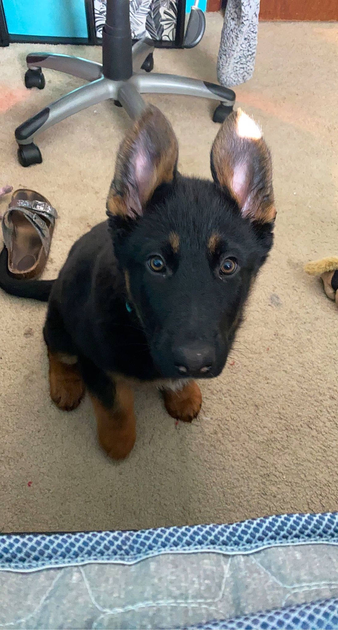 Lola is registered to the contest to win money with this photo: ancient_dog_breeds, canidae, carnivore, companion_dog, dog, dog_breed, fawn, flooring, fur, german_shepherd_dog, guard_dog, liver, metal, paw, snout, sporting_group, toy_dog, whiskers, working_animal, working_dog