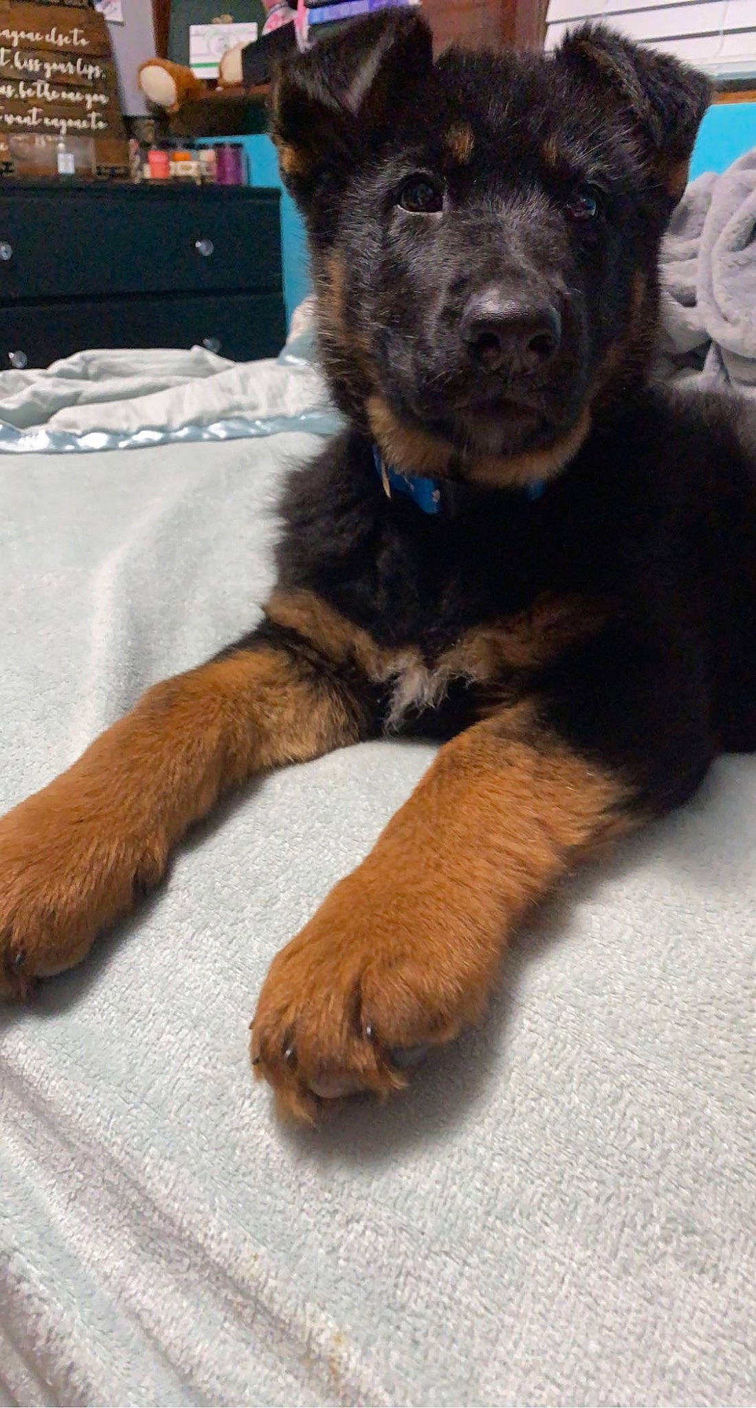 Lola is registered to the contest to win money with this photo: box, canidae, carnivore, claw, companion_dog, computer_keyboard, dog, dog_breed, foot, fur, paw, snout, sporting_group, tail, terrestrial_animal, working_animal, working_dog