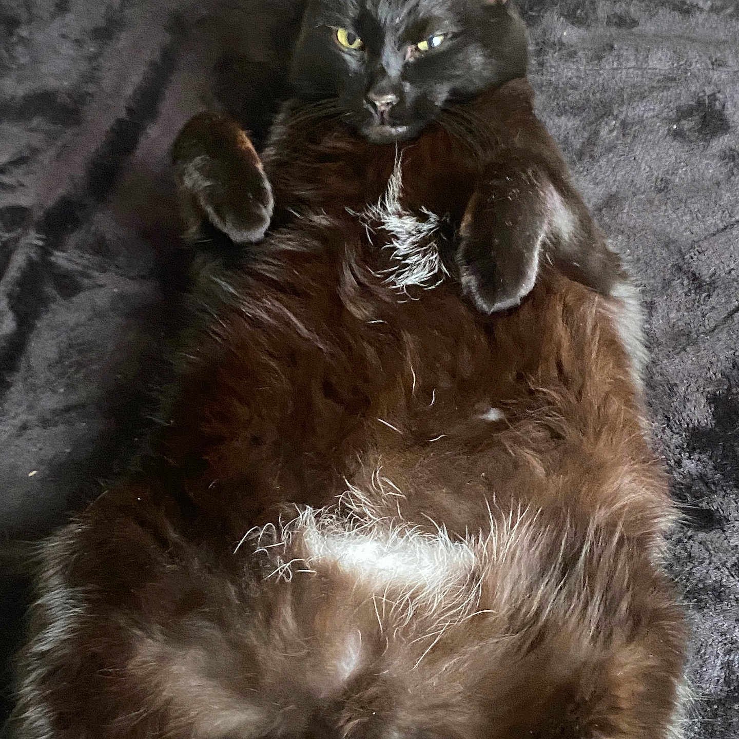 Princess is registered to the contest to win money with this photo: angora, animal, blackcat, blanket, brasssection, cat, clothing, couch, fur, furniture, homedecor, horn, kitten, manx, musicalinstrument, person, pet, sleeping, wood