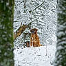 dog, snow, forest, tree, winter, nature, animal, outdoor, brown_dog, moss, snowy_branches, woods, canine, landscape, wildlife, quiet, serene, seasonal, cold, frost