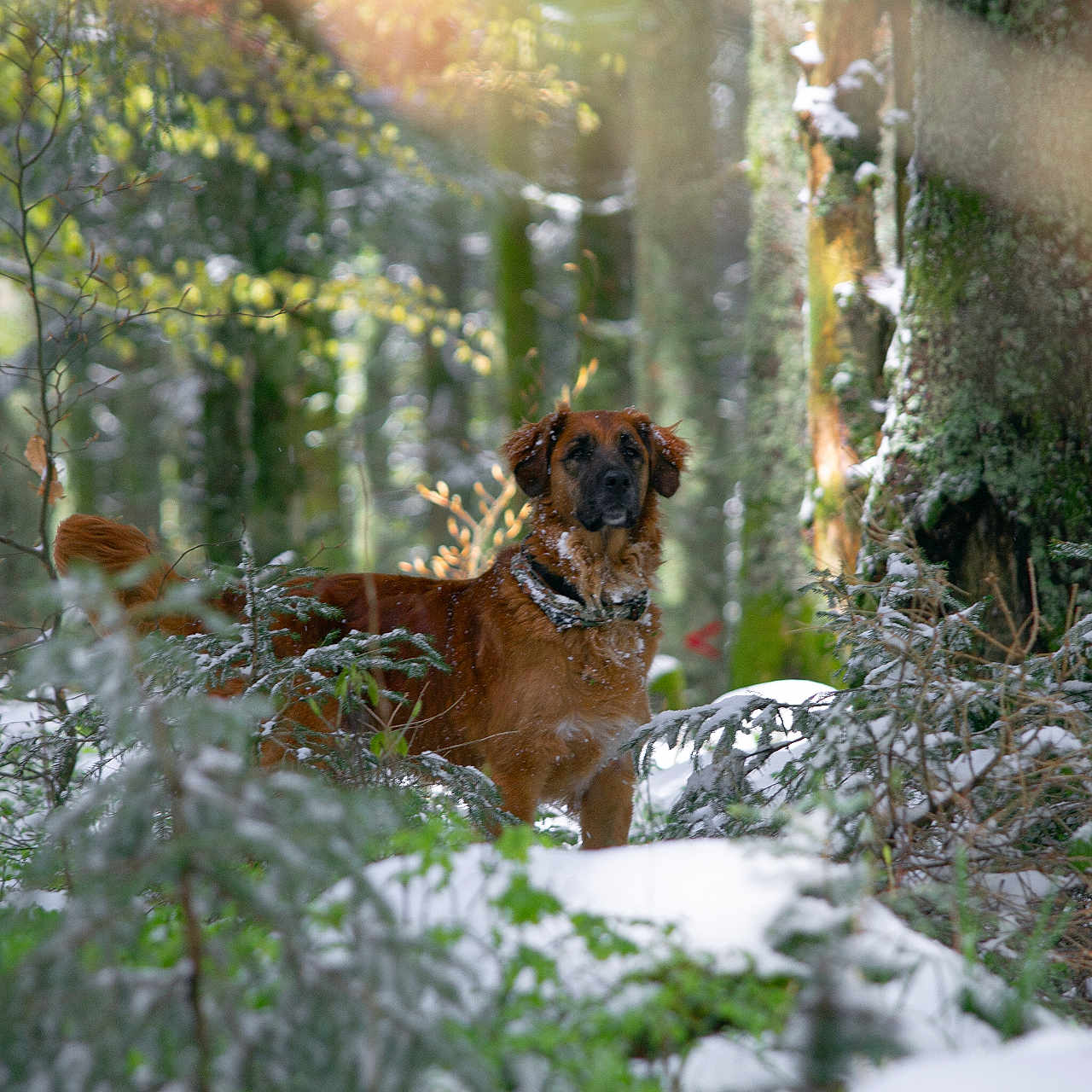 Bob participe au concours pour gagner de l'argent avec cette photo : dog, forest, snow, trees, greenery, nature, outdoor, animal, canine, winter, wildlife, woodland, fur, alert, standing, sunlight, bark, leaves, branches, natural_light