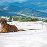 Bob participe au concours pour gagner de l'argent avec cette photo : dog, snow, mountains, landscape, outdoor, animal, canine, nature, cold, winter, fur, collar, relaxing, scenery, wildlife, mammal, laying, field, daylight, serene
