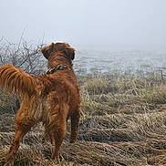 Bob a rejoint le concours — aidez-le/la à gagner de superbes lots ! dog, golden_retriever, grass, fog, outdoor, field, nature, animal, pet, canine, tail, fur, mystery, landscape, wet_grass, overcast, alone, adventure, collar, curious