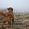 dog, golden_retriever, grass, fog, outdoor, field, nature, animal, pet, canine, tail, fur, mystery, landscape, wet_grass, overcast, alone, adventure, collar, curious