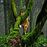 Barbara a rejoint le concours — aidez-le/la à gagner de superbes lots ! cat, moss, tree, forest, greenery, orange_cat, nature, fog, branches, wildlife, outdoor, animal, woodland, climbing, leaves, plants, mossy_tree, feline, mist, trunk
