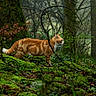 Barbara participe au concours pour gagner de l'argent avec cette photo : cat, tabby_cat, orange_cat, forest, moss, greenery, branches, trees, wildlife, nature, outdoor, animal, mammal, feline, walking, side_view, mist, woodland, plants, environment