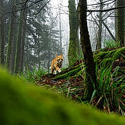 Barbara participe au concours pour gagner de l'argent avec cette photo : cat, forest, moss, trees, fog, nature, wildlife, orange_tabby, animal, outdoors, greenery, woods, mossy, feline, walking, mist, branch, leaf_litter, underbrush, daylight