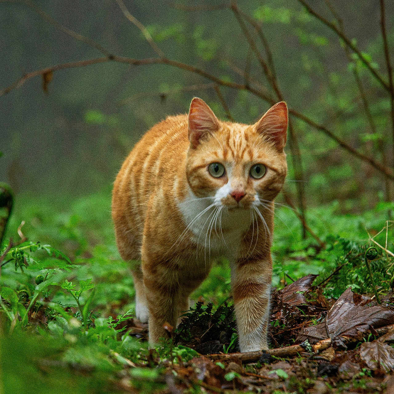 Barbara a rejoint le concours — aidez-le/la à gagner de superbes lots ! cat, orange_tabby, forest, greenery, ferns, leaves, nature, outdoor, animal, wildlife, curious, walking, mammal, whiskers, eyes, ground, plants, mist, adventure, exploration