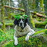 Lilax participe au concours pour gagner de l'argent avec cette photo : dog, forest, moss, rock, greenery, leaf_crown, nature, animal, outdoor, canine, flora, tree, wildlife, relaxed, mossy_rock, black_and_white, peaceful, pet, woodland, portrait