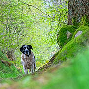 Lilax participe au concours pour gagner de l'argent avec cette photo : dog, forest, greenery, moss, tree, nature, outdoor, path, animal, canine, woods, grass, leaves, scenery, daylight, walking, serene, natural, peaceful, wildlife