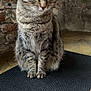 Denali is registered to the contest to win money with this photo: alert, animal, brick_wall, cat, closeup, concrete_floor, curious, domestic_cat, feline, fur, indoor, mammal, mat, pet, portrait, sitting, striped, tabby_cat, whiskers, young_cat