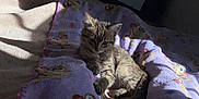 Denali is registered to the contest to win money with this photo: animal, bed, blanket, cartoon_monkeys, cat, cozy, cute, feline, indoor, kitten, pet, purple_blanket, relaxing, resting, shadows, sleepy, soft_light, sunlight, tabby, window_blinds
