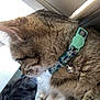 Denali is registered to the contest to win money with this photo: animal, bell, blanket, cat, close_up, collar, companion, cute, domestic_cat, feline, fur, indoor, pet, relaxing, resting, soft, tabby_cat, two_cats, whiskers, window