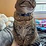 Denali is registered to the contest to win money with this photo: bed, bell, blanket, blinds, cat, collar, cozy, curious, cute, domestic_animal, feline, fur, indoor, notebook, pet, resting, sitting, striped, tabby, window
