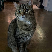 Denali is registered to the contest to win money with this photo: animal, appliance, cabinet, cat, cozy, curious, domestic, ears, eyes, feline, floor, fur, home, indoor, kitchen, pet, reflection, sitting, tabby_cat, whiskers