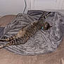 animal, bed, beige_bed, blanket, cat, collar, cozy, feline, fur, gray_blanket, home_interior, indoor, pet, relaxed, resting, shutters, stretching, striped, tabby, window