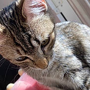 Denali joined the competition — help win amazing prizes! cat, tabby_cat, close_up, sunlight, window, plush_toy, pink_toy, stuffed_animal, pet, fur, whiskers, animal, indoor, cute, relaxed, soft_texture, toy, mammal, domestic_animal, feline