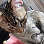 cat, tabby_cat, close_up, sunlight, window, plush_toy, pink_toy, stuffed_animal, pet, fur, whiskers, animal, indoor, cute, relaxed, soft_texture, toy, mammal, domestic_animal, feline