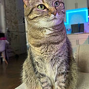 Denali joined the competition — help win amazing prizes! animal, brick_wall, cat, couch, cozy, domestic, ears, feline, fur, furniture, green_eyes, indoor, living_room, looking_away, modern, neon_light, pet, striped, tabby, whiskers
