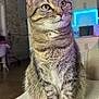 animal, brick_wall, cat, couch, cozy, domestic, ears, feline, fur, furniture, green_eyes, indoor, living_room, looking_away, modern, neon_light, pet, striped, tabby, whiskers