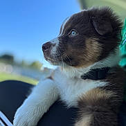 Alto a rejoint le concours — aidez-le/la à gagner de superbes lots ! puppy, dog, pet, animal, fur, collar, outdoor, sky, blue_sky, closeup, portrait, young_dog, fur_texture, whiskers, paw, resting, human_lap, nature, daylight, cute