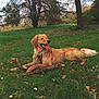 dog, golden_retriever, grass, stick, outdoor, park, tree, canine, pet, nature, tongue_out, lying_down, happy, daytime, animal, playful, fur, field, summer, leaves