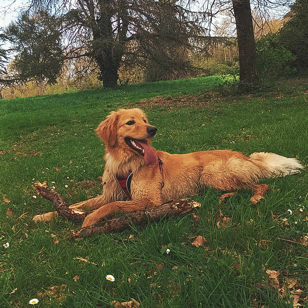 Vulco a rejoint le concours — aidez-le/la à gagner de superbes lots ! animal, canine, daytime, dog, field, fur, golden_retriever, grass, happy, leaves, lying_down, nature, outdoor, park, pet, playful, stick, summer, tongue_out, tree