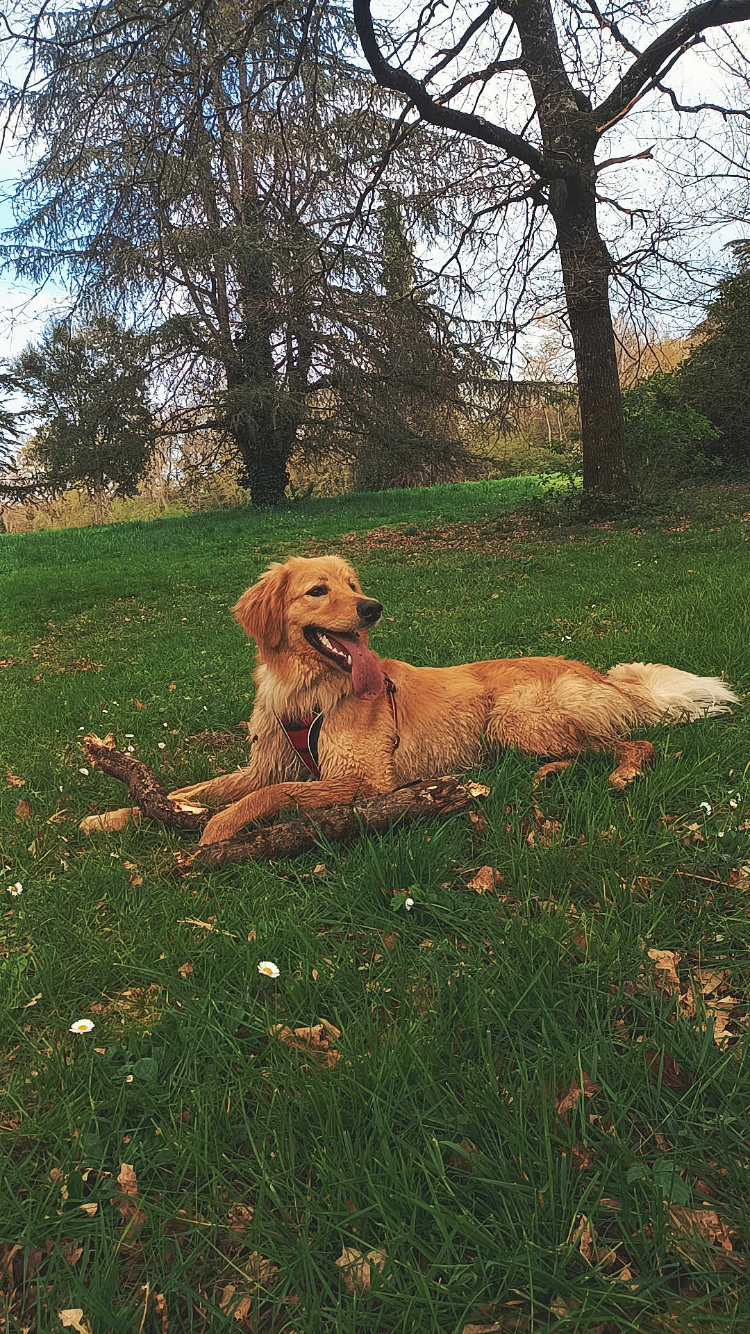 Vulco a rejoint le concours — aidez-le/la à gagner de superbes lots ! dog, golden_retriever, grass, stick, outdoor, park, tree, canine, pet, nature, tongue_out, lying_down, happy, daytime, animal, playful, fur, field, summer, leaves