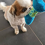 Nina a rejoint le concours — aidez-le/la à gagner de superbes lots ! big_eyes, black_tile_floor, blue_toy, chewing, close_up, dog, groomed, indoor, nose, pet, playful, plush_toy, portrait, puppy, shih_tzu, short_legs, standing, toy, whiskers, white_brown_fur
