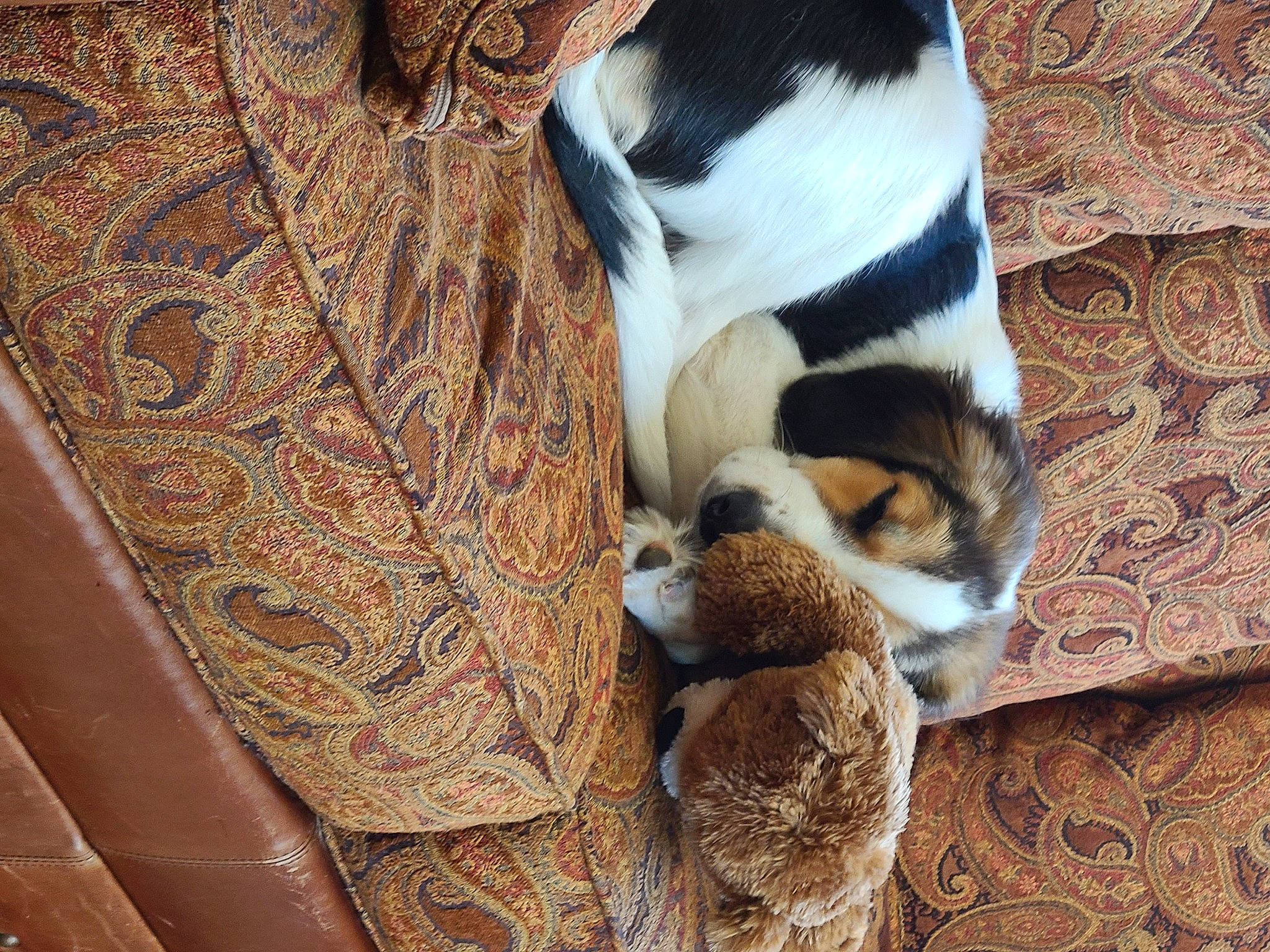 Jojo is registered to the contest to win money with this photo: carnivore, comfort, companion_dog, dog, dog_breed, fawn, felidae, fur, pattern, paw, pet_supply, small_to_medium_sized_cats, snout, sporting_group, tail, terrestrial_animal, toy_dog, whiskers, wood, working_animal